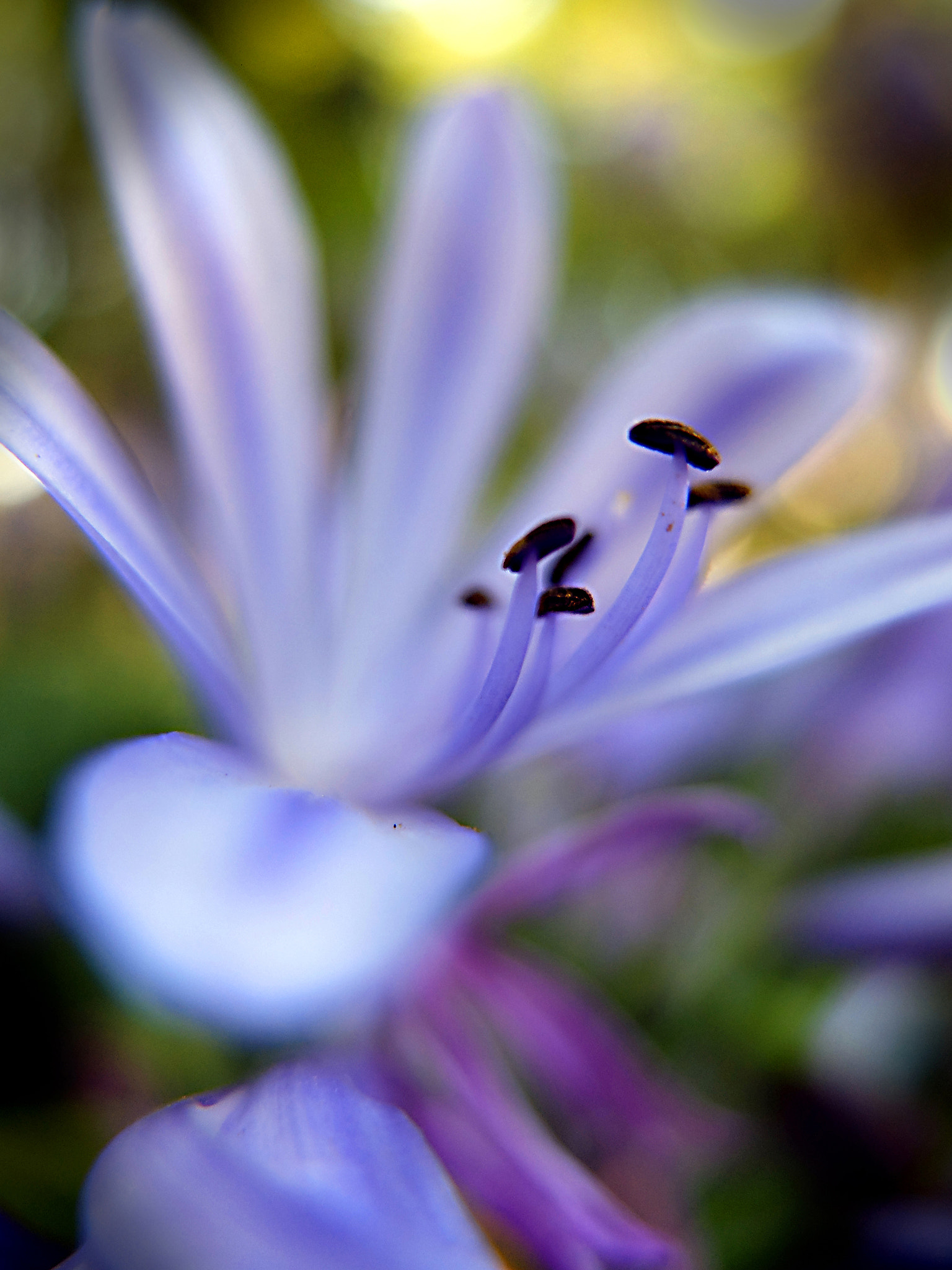 Fujifilm X20 sample photo. Flor photography