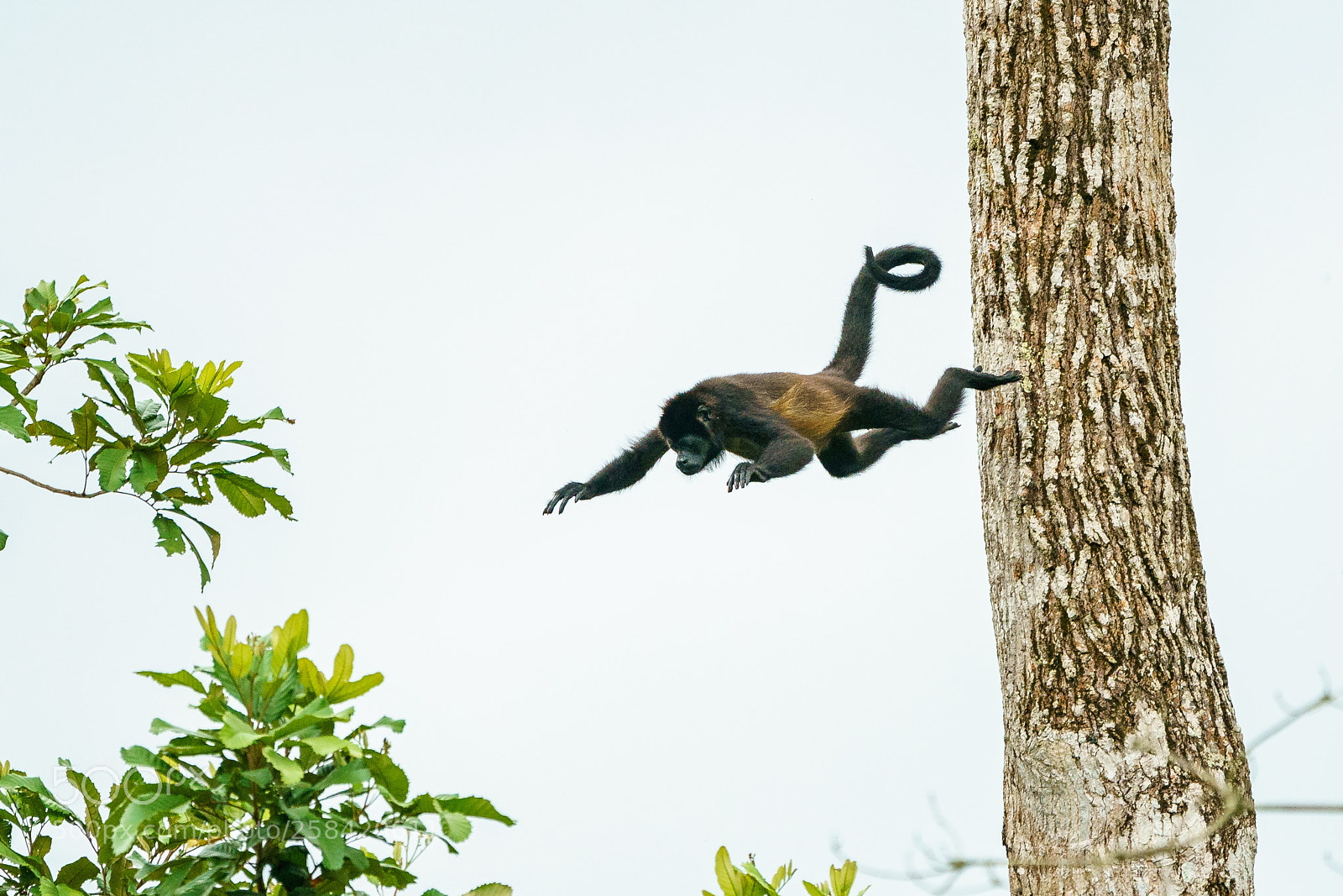 Sony a9 sample photo. Jump photography