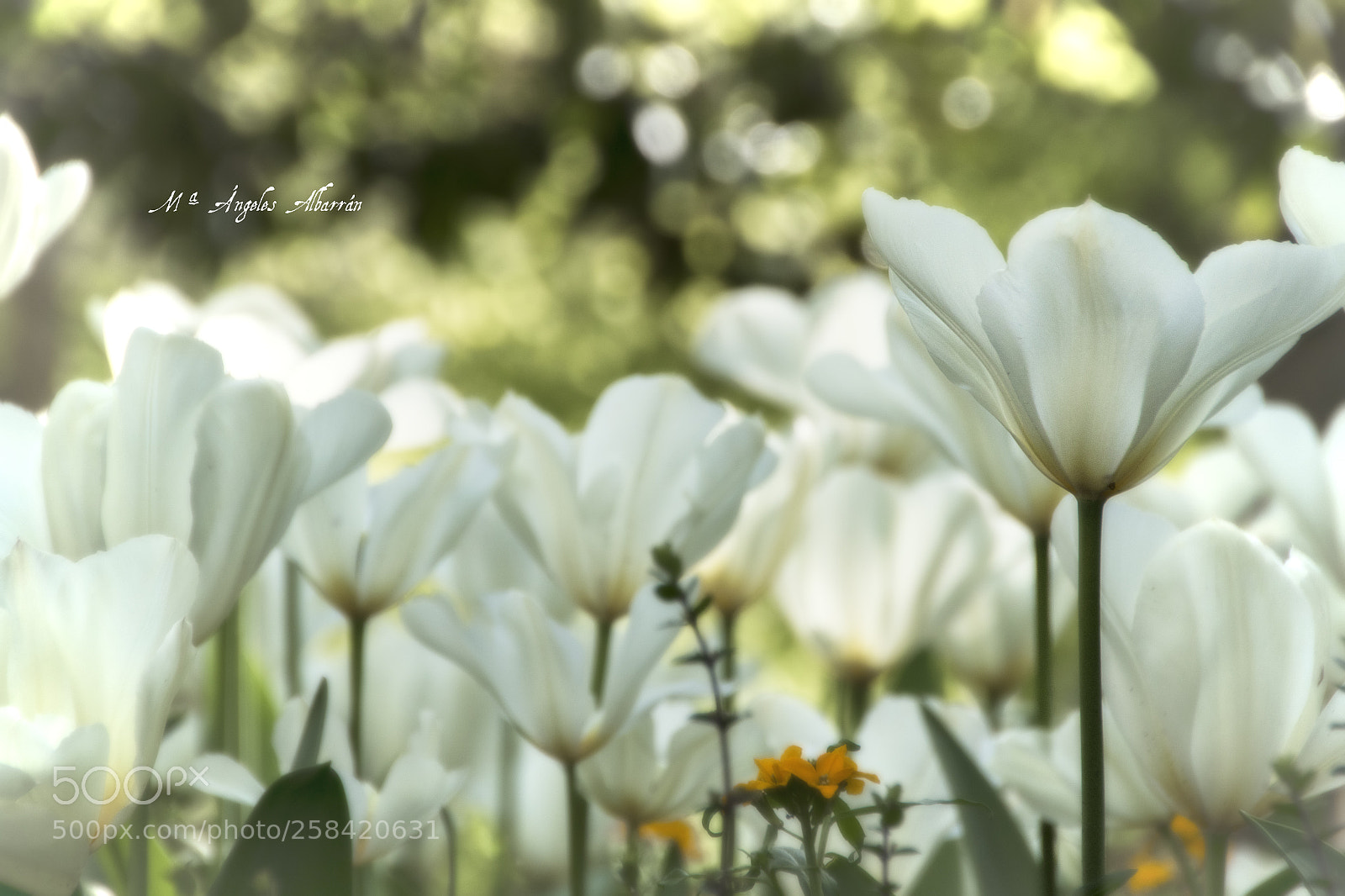 Canon EOS 7D Mark II sample photo. Flores en la primavera photography