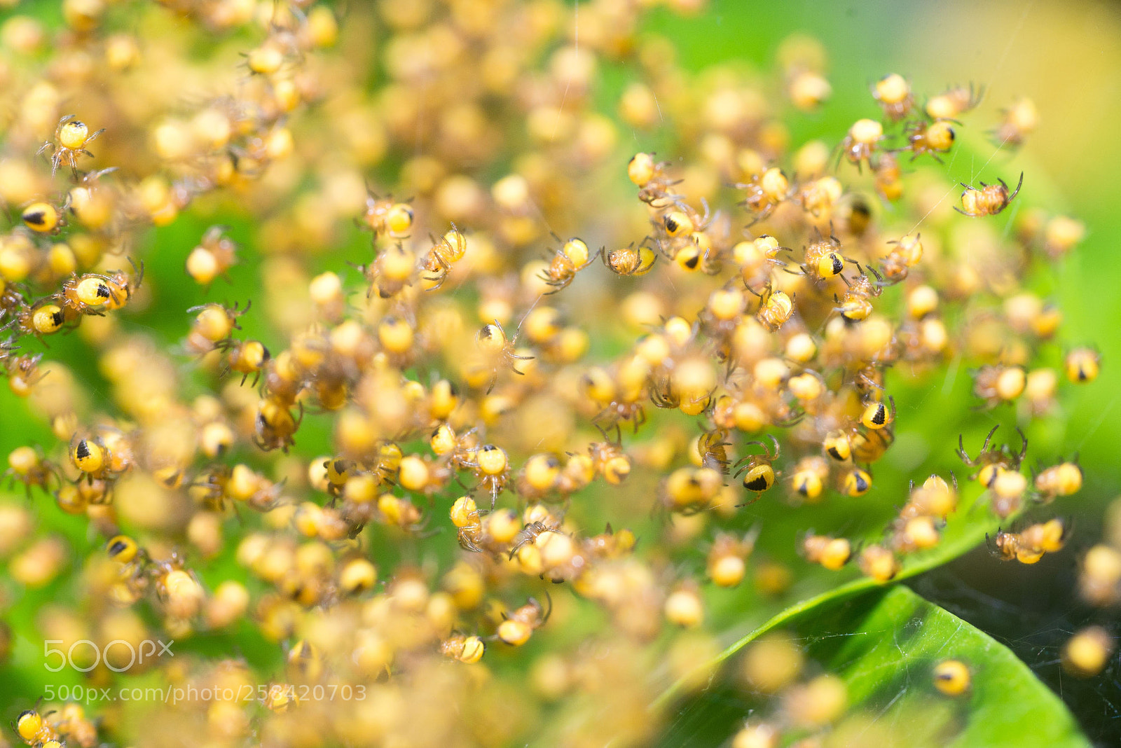 Nikon D600 sample photo. Детки photography