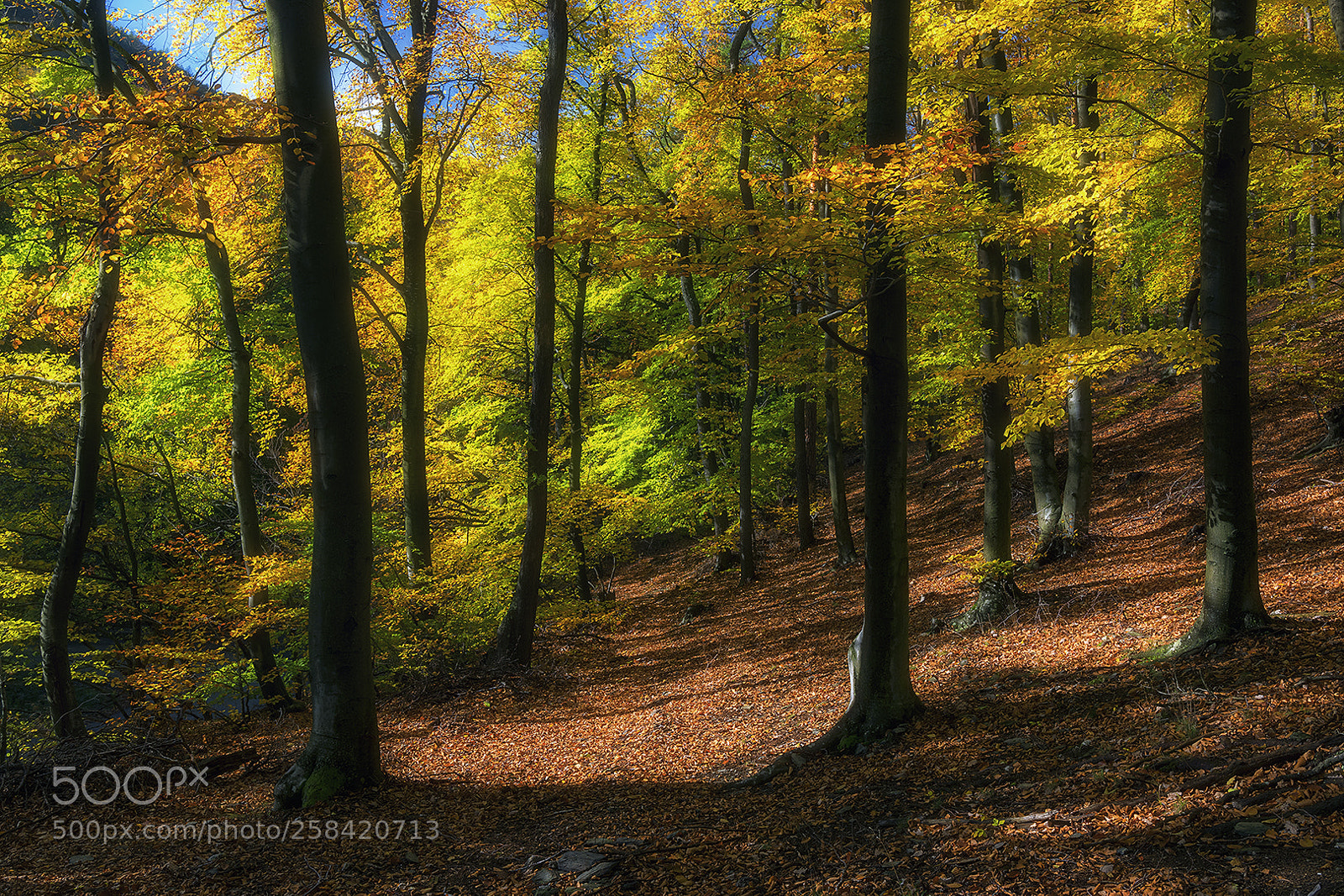 Nikon D5500 sample photo. Autumn forest photography