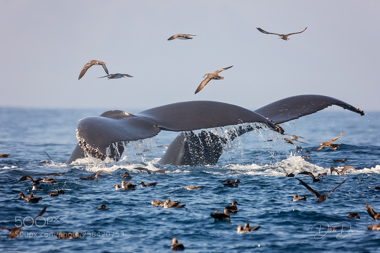 Canon EOS 7D Mark II sample photo. Double whale tails photography