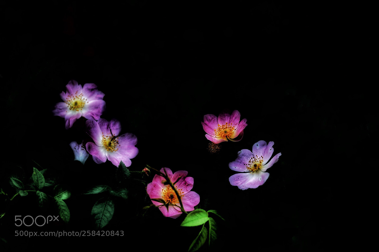 Canon EOS 5D Mark IV sample photo. Untitled photography