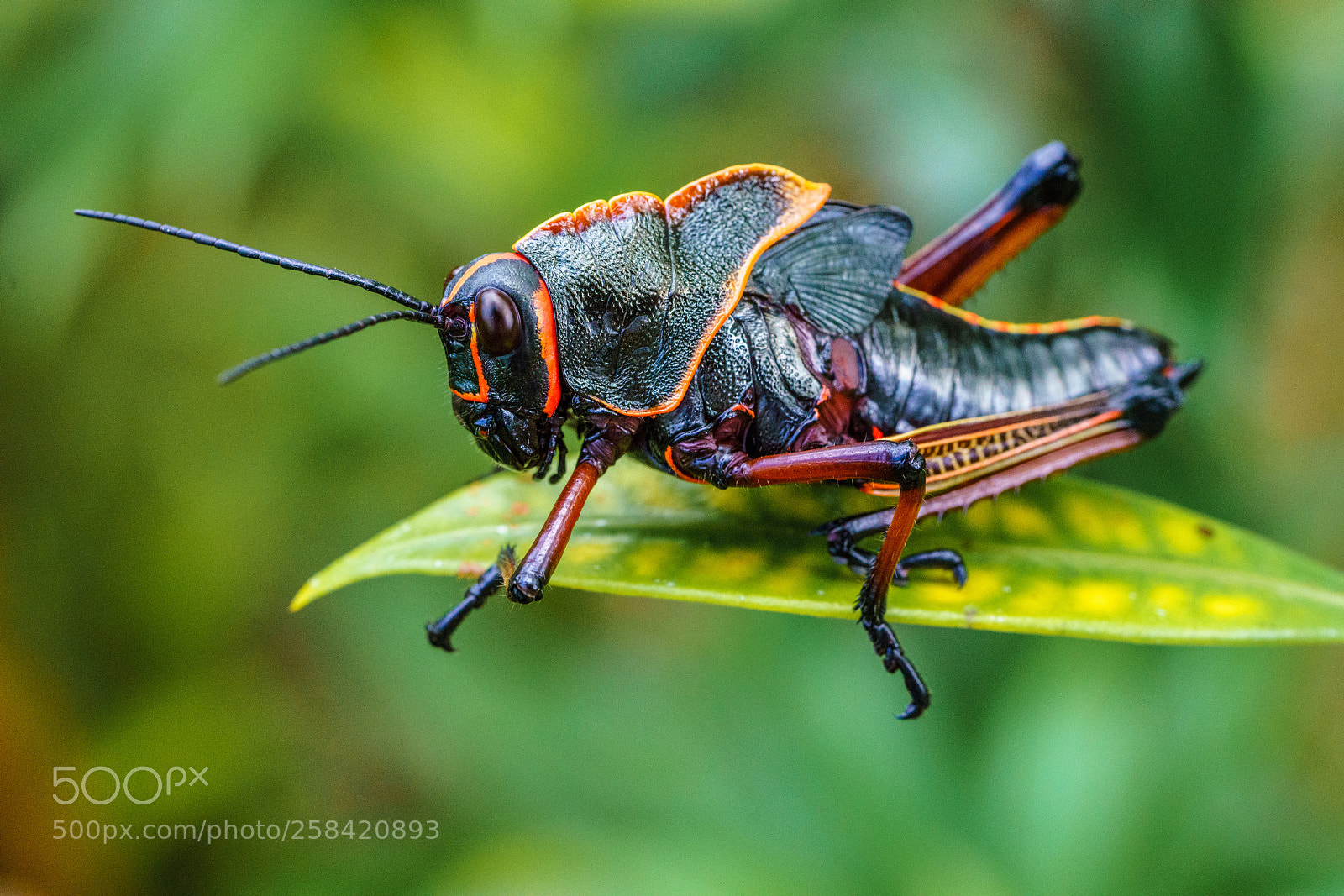 Sony a7R III sample photo. Devil horse photography