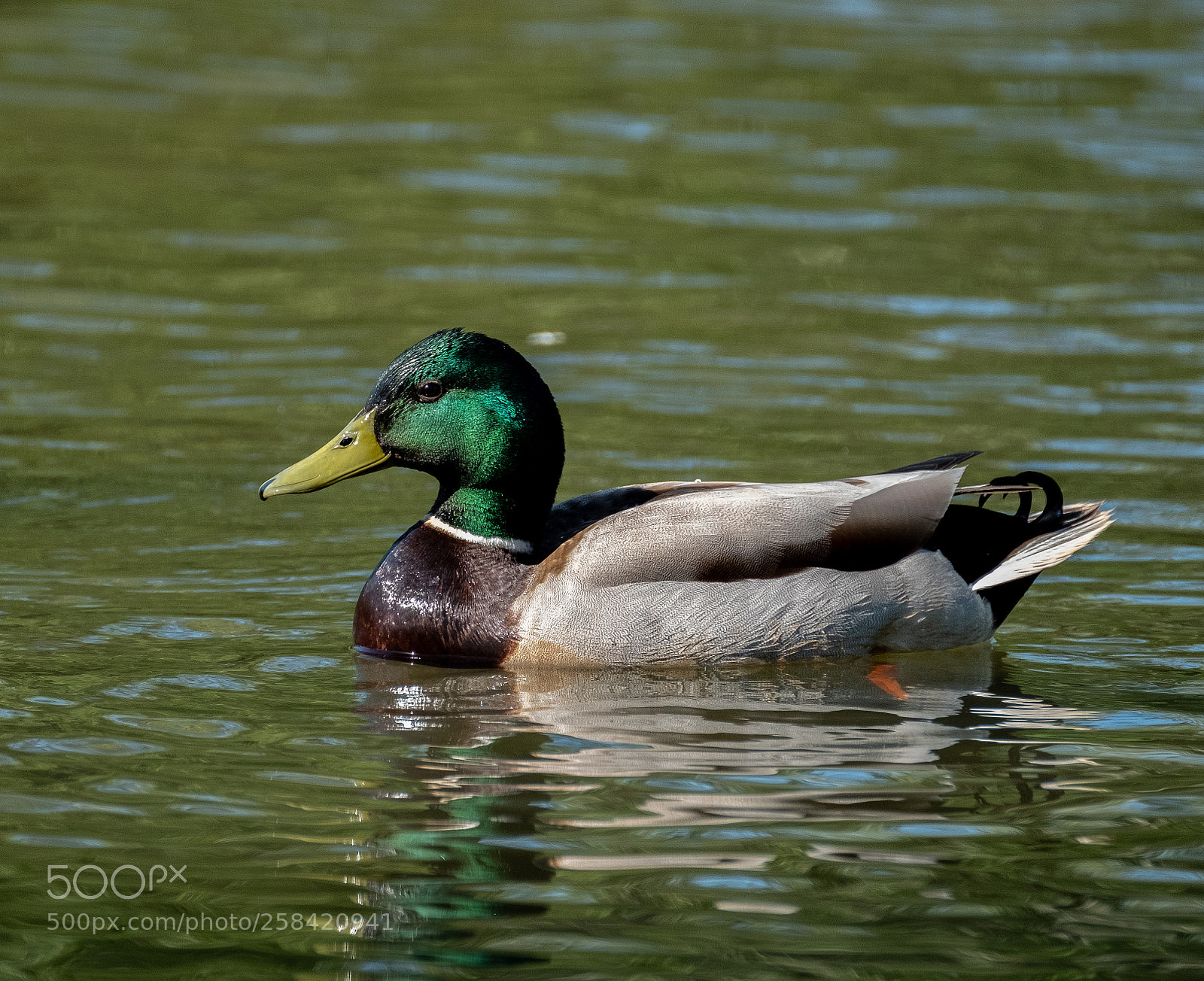 Fujifilm X-T2 sample photo. Mallard ducks photography