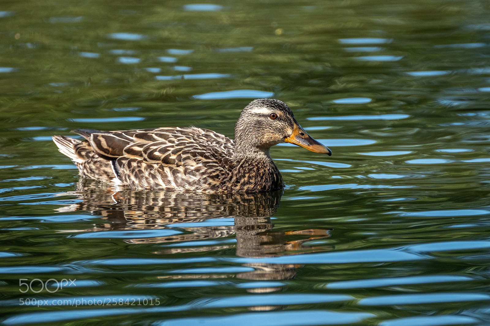 Fujifilm X-T2 sample photo. Mallard ducks photography