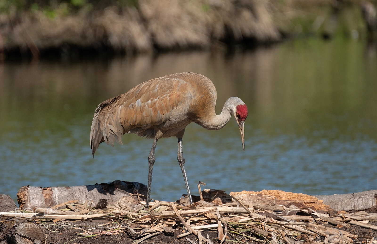 Fujifilm X-T2 sample photo. Sandhill crane photography
