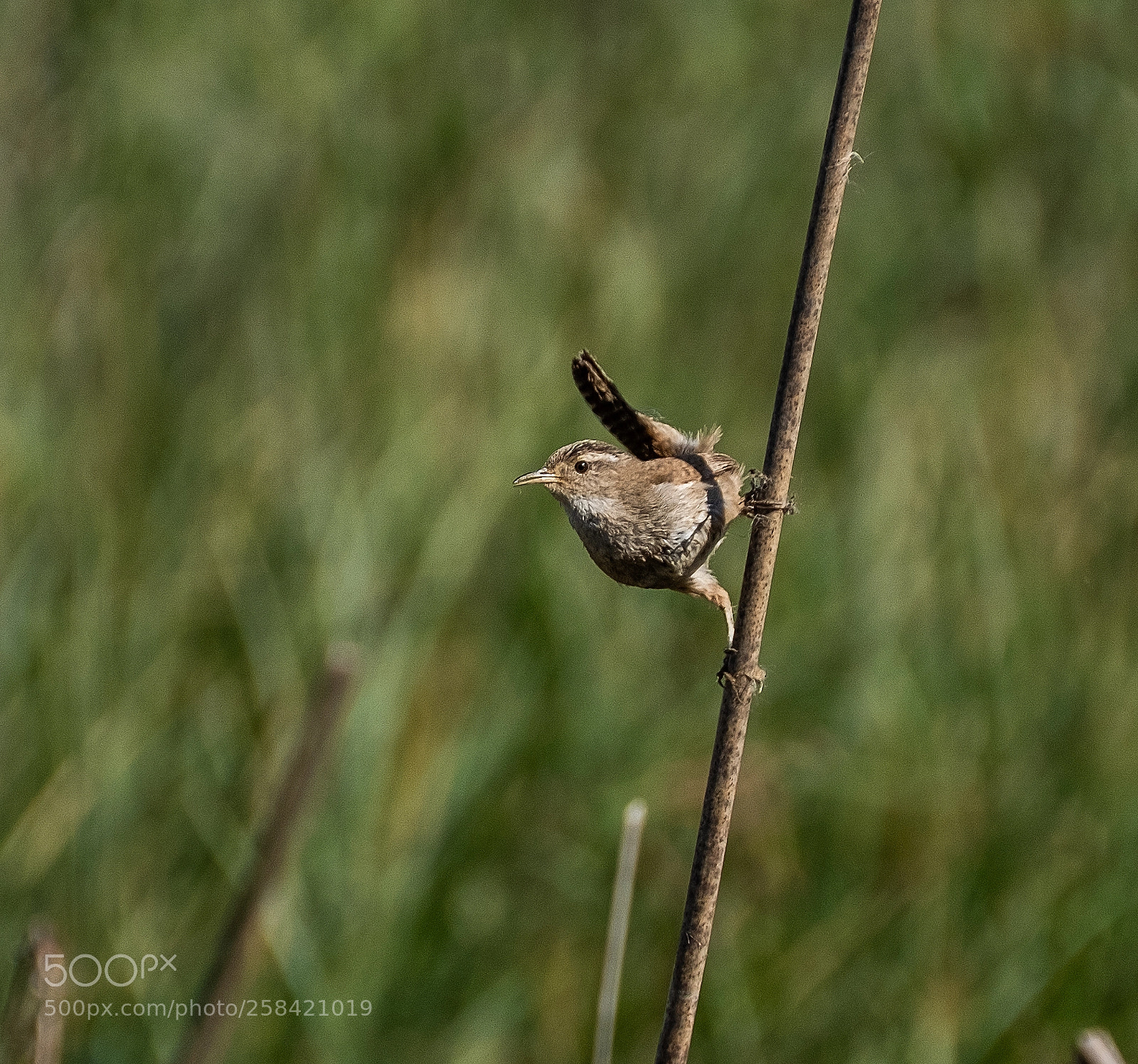 Fujifilm X-T2 sample photo. Marsh wren photography