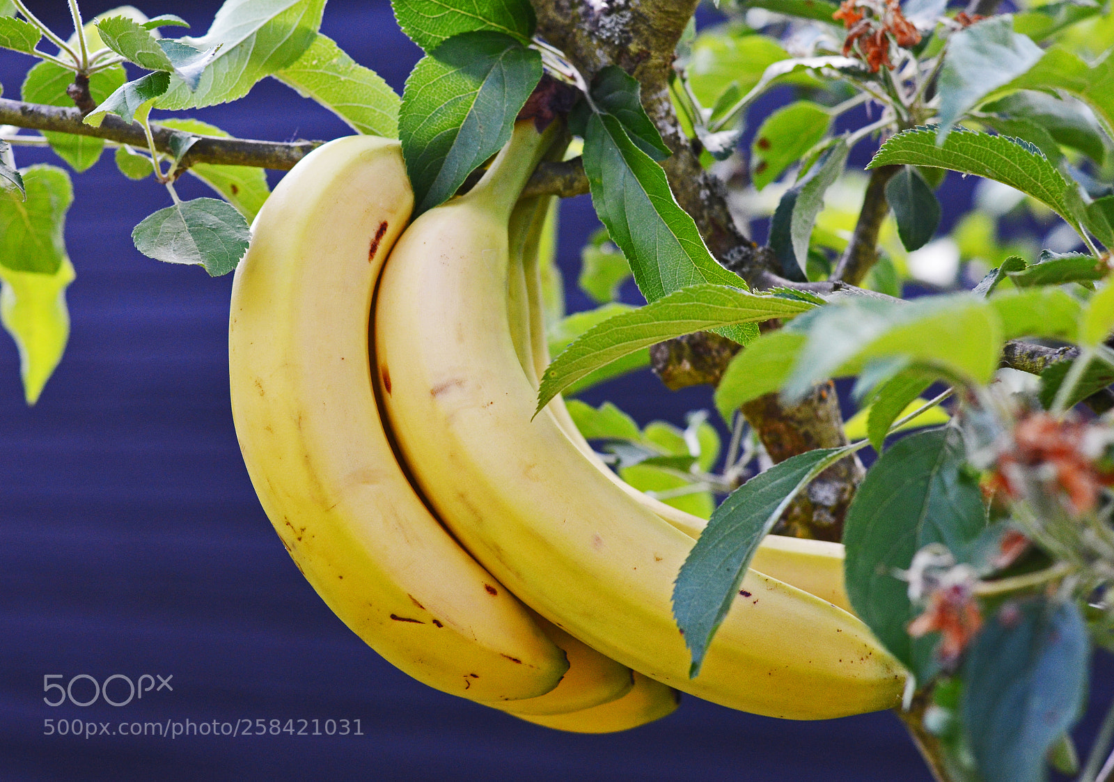 Nikon D5100 sample photo. Bananas in the appletree photography