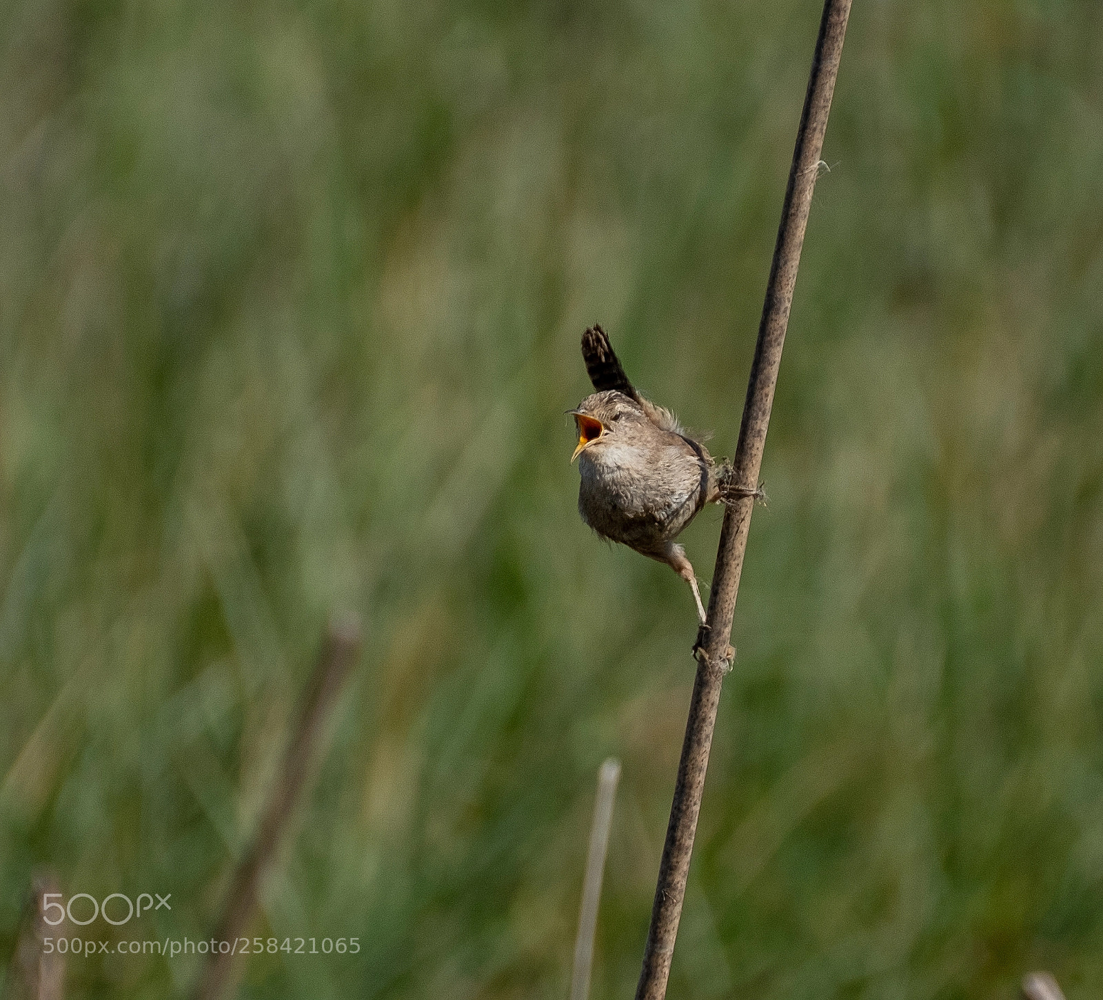 Fujifilm X-T2 sample photo. Marsh wren photography