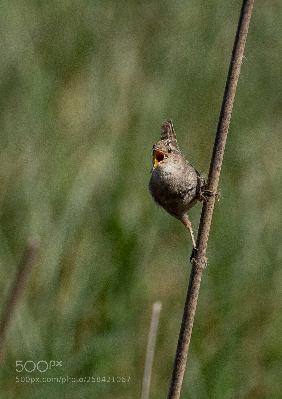 Fujifilm X-T2 sample photo. Marsh wren photography