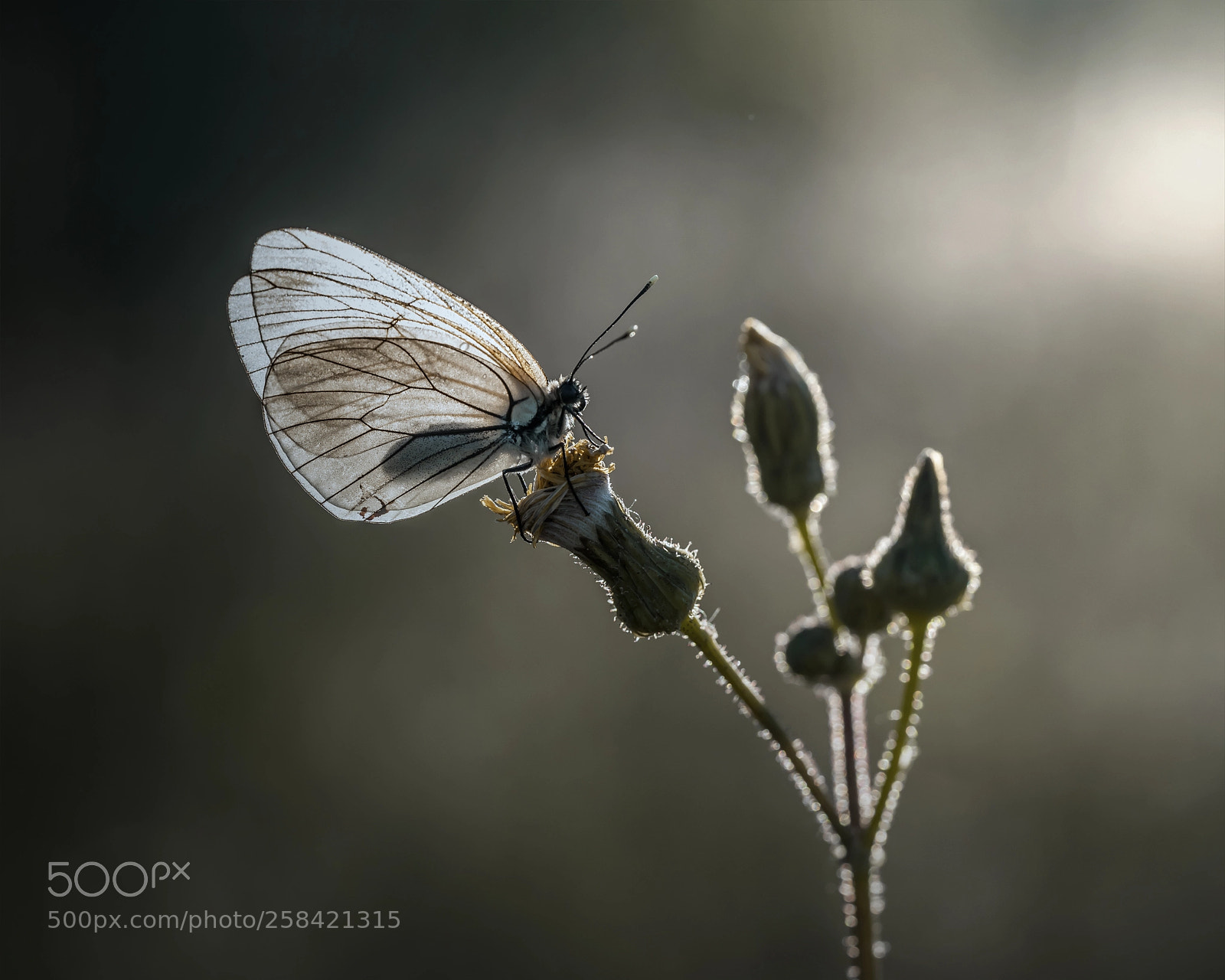 Nikon D810 sample photo. Black-veined white photography
