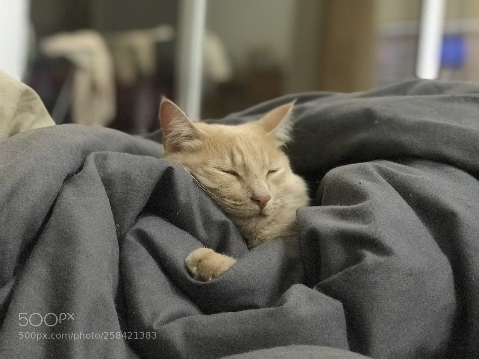 Apple iPhone 7 Plus sample photo. Sleep time.  photography