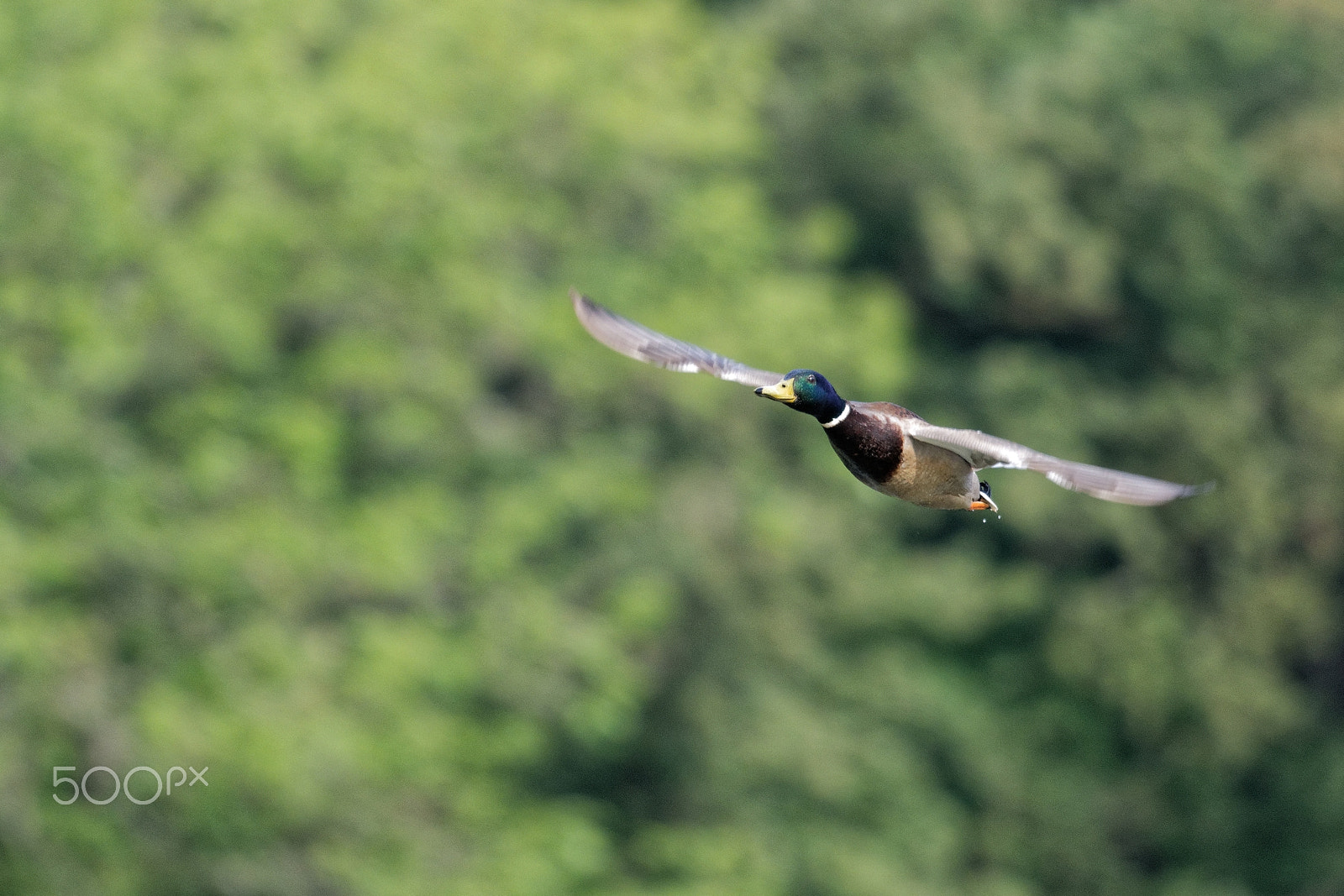 Nikon AF-S Nikkor 200-500mm F5.6E ED VR sample photo. Canard colvert photography