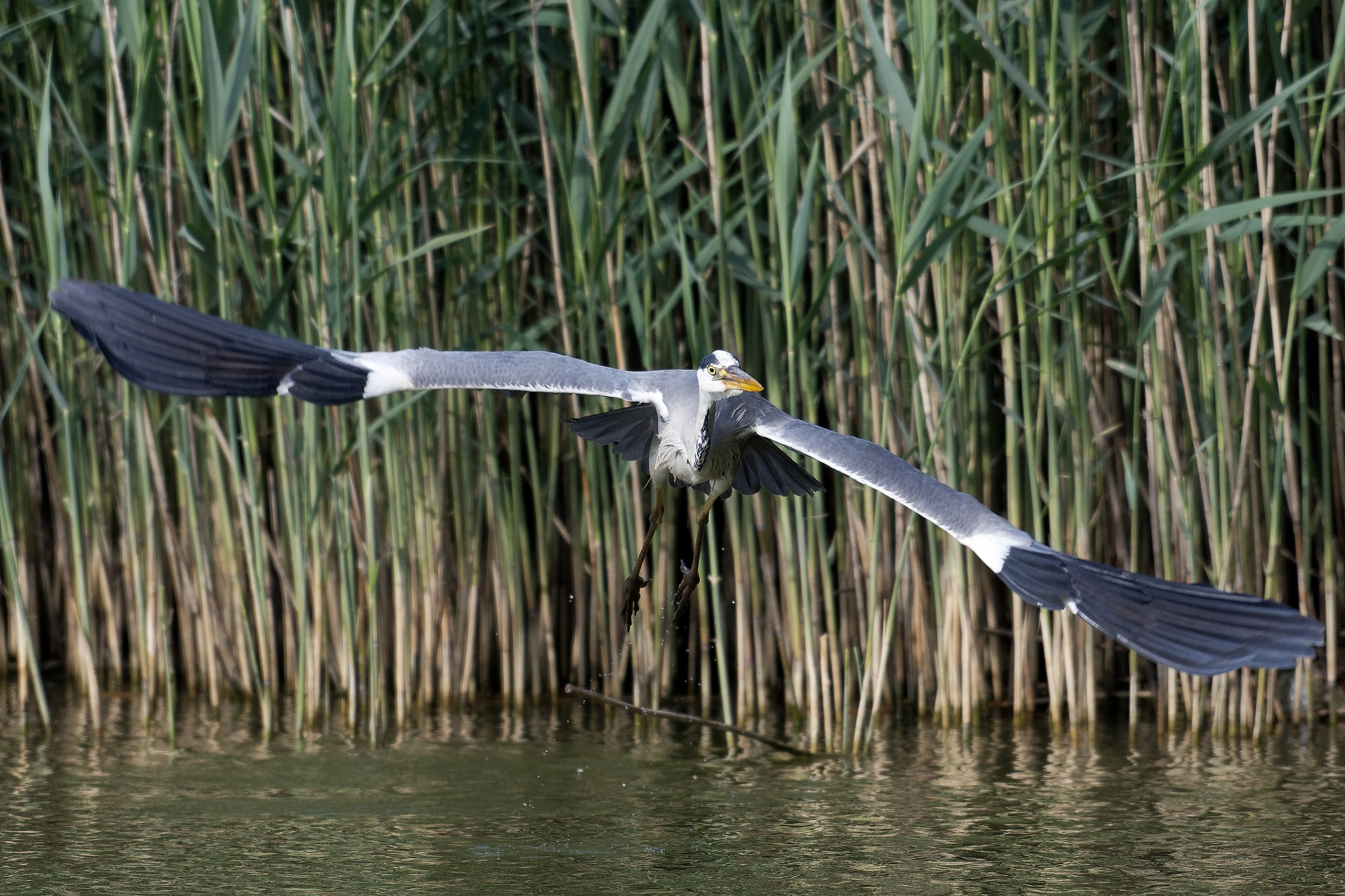 Nikon AF-S Nikkor 200-500mm F5.6E ED VR sample photo. Héron cendré photography
