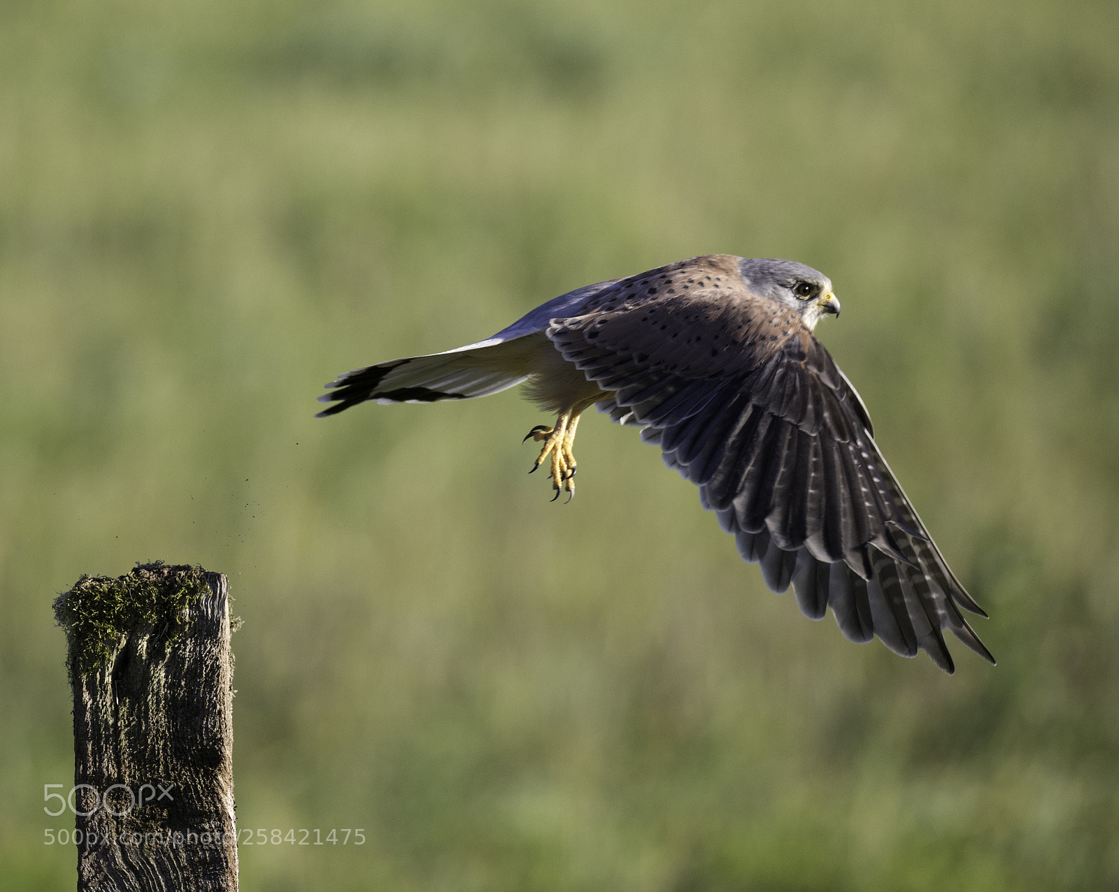 Canon EOS 5D Mark IV sample photo. Kestrel photography