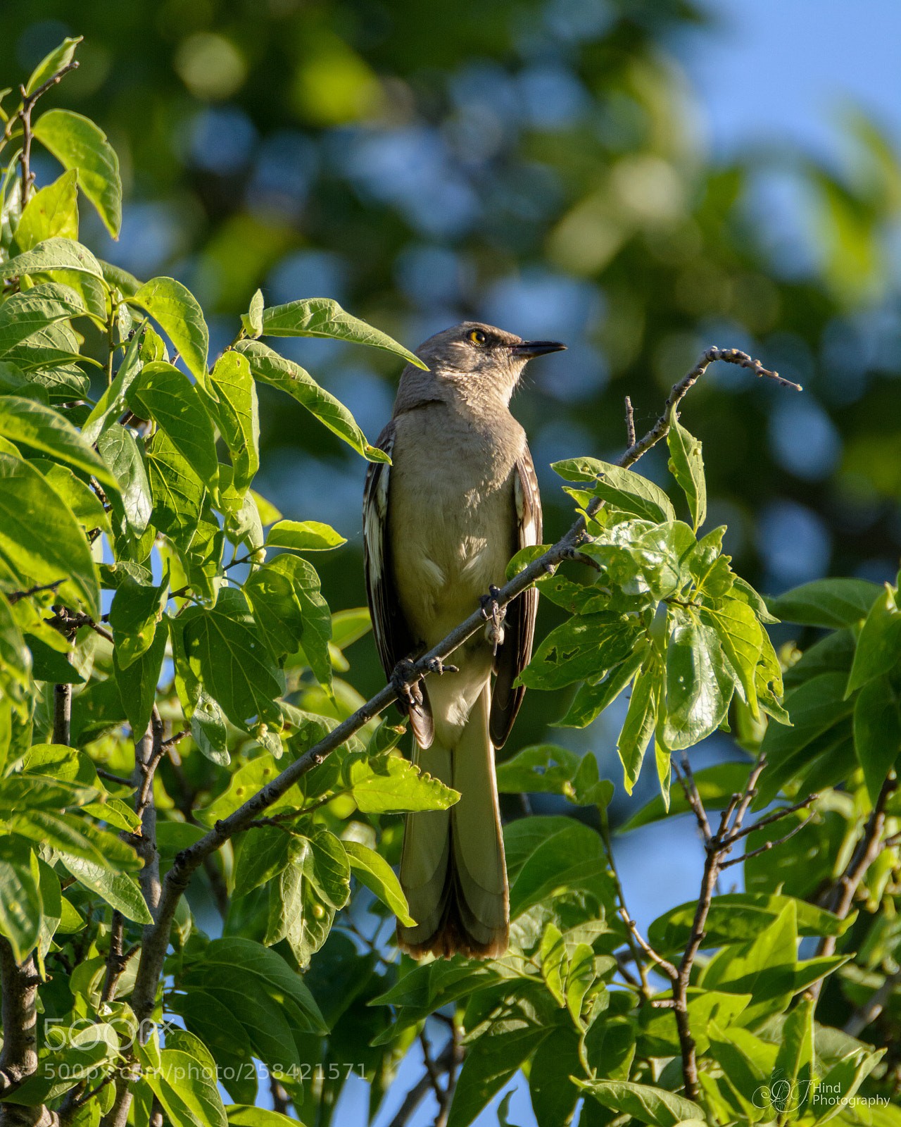 Nikon D5200 sample photo. Mockingbird photography