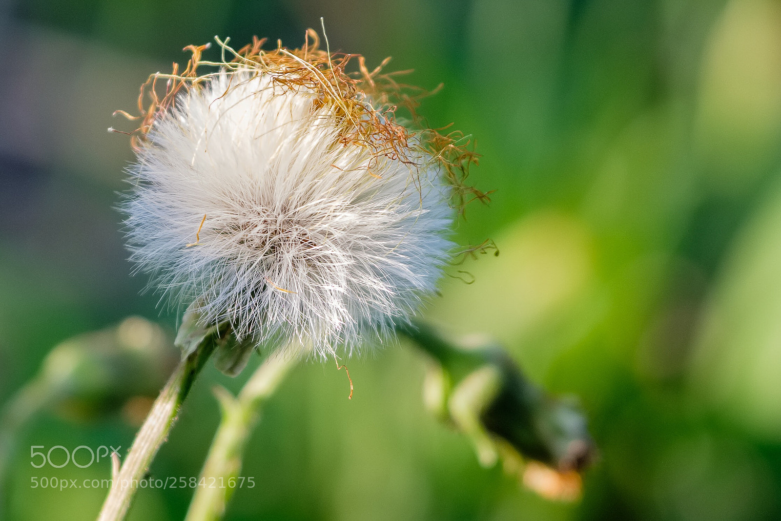 Fujifilm X-T2 sample photo. Dandelion photography