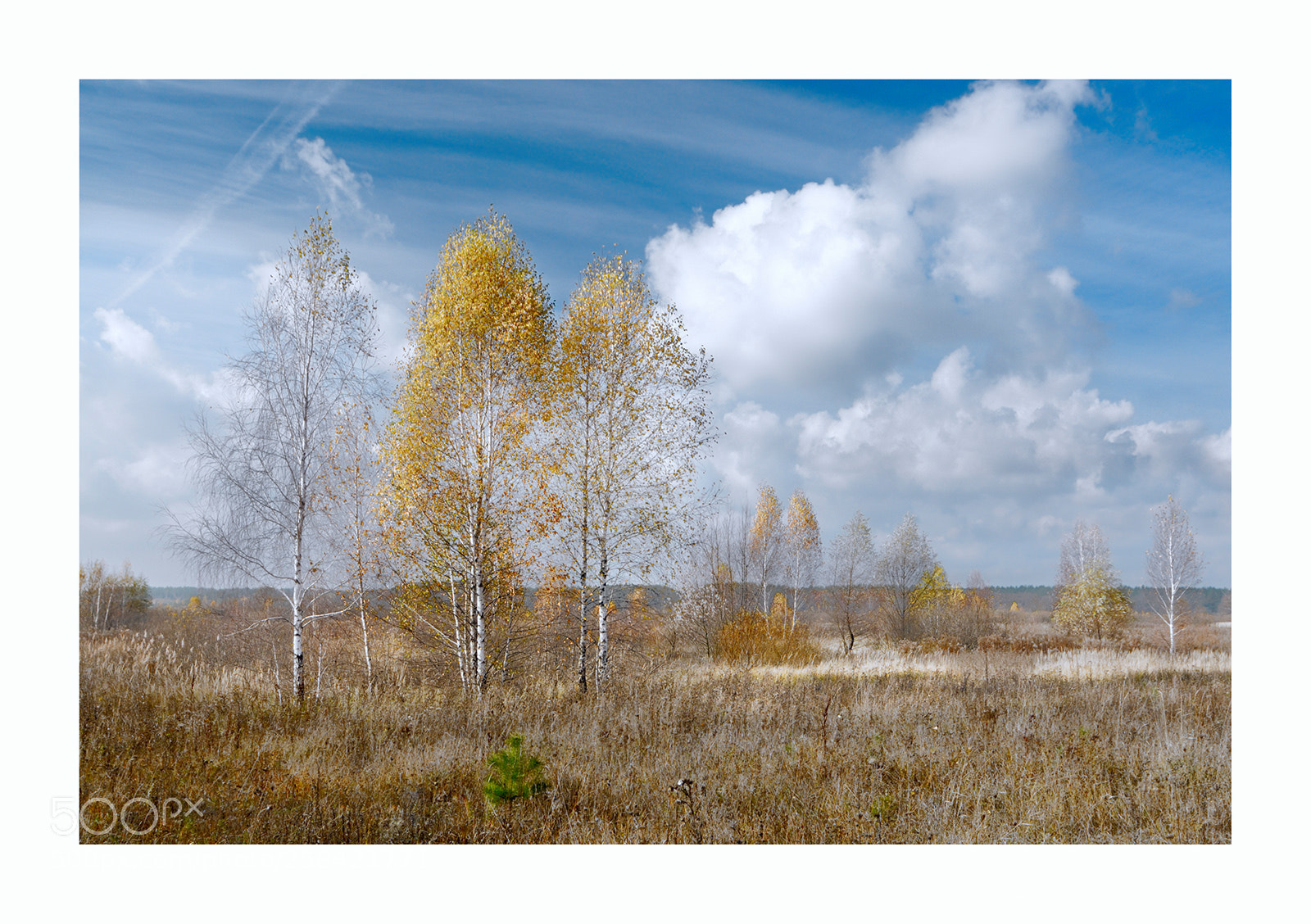 Nikon D300 sample photo. White and red gold photography