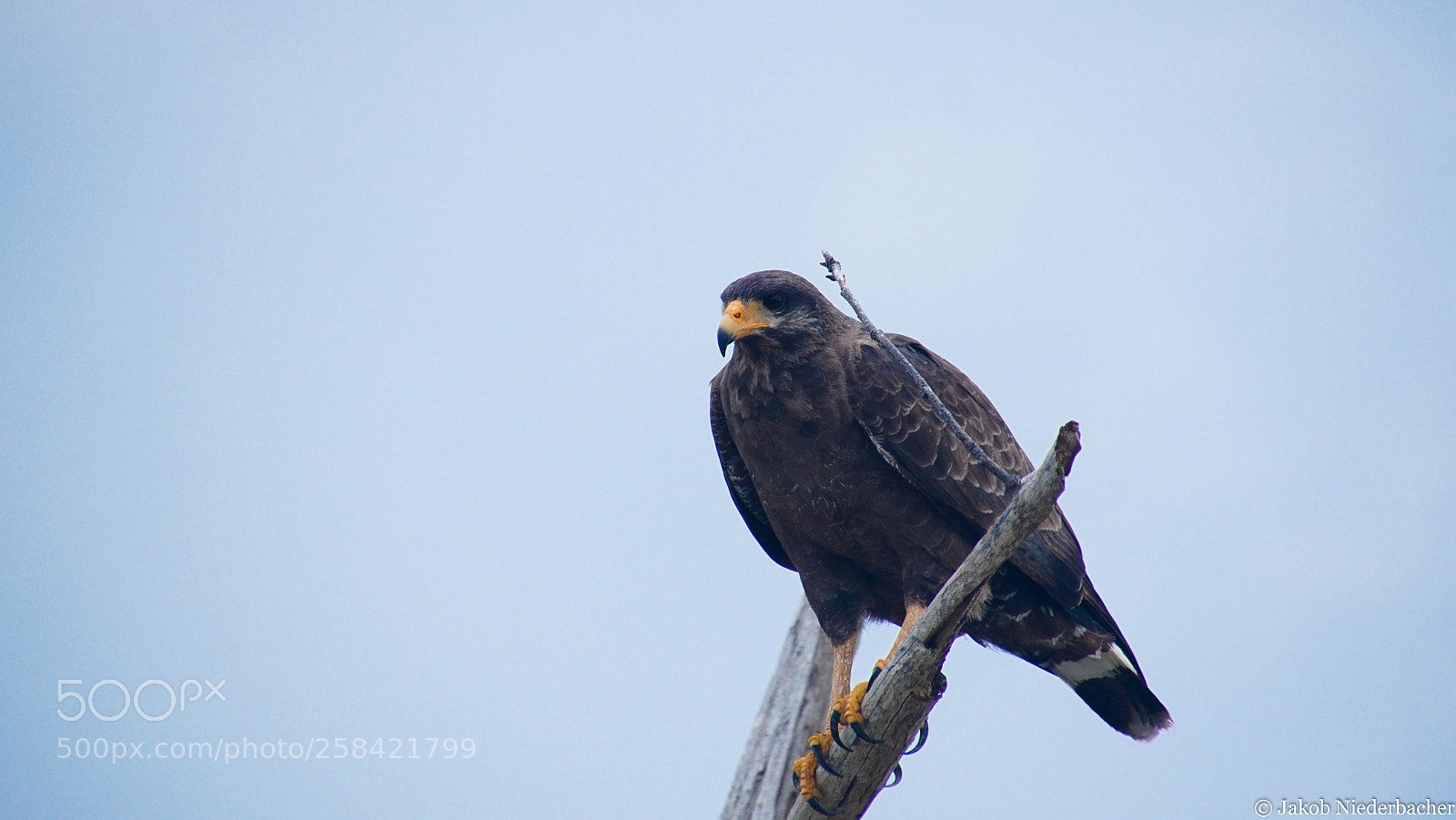 Sony ILCA-77M2 sample photo. Buteogallus anthracinus (krabbenbussard) photography