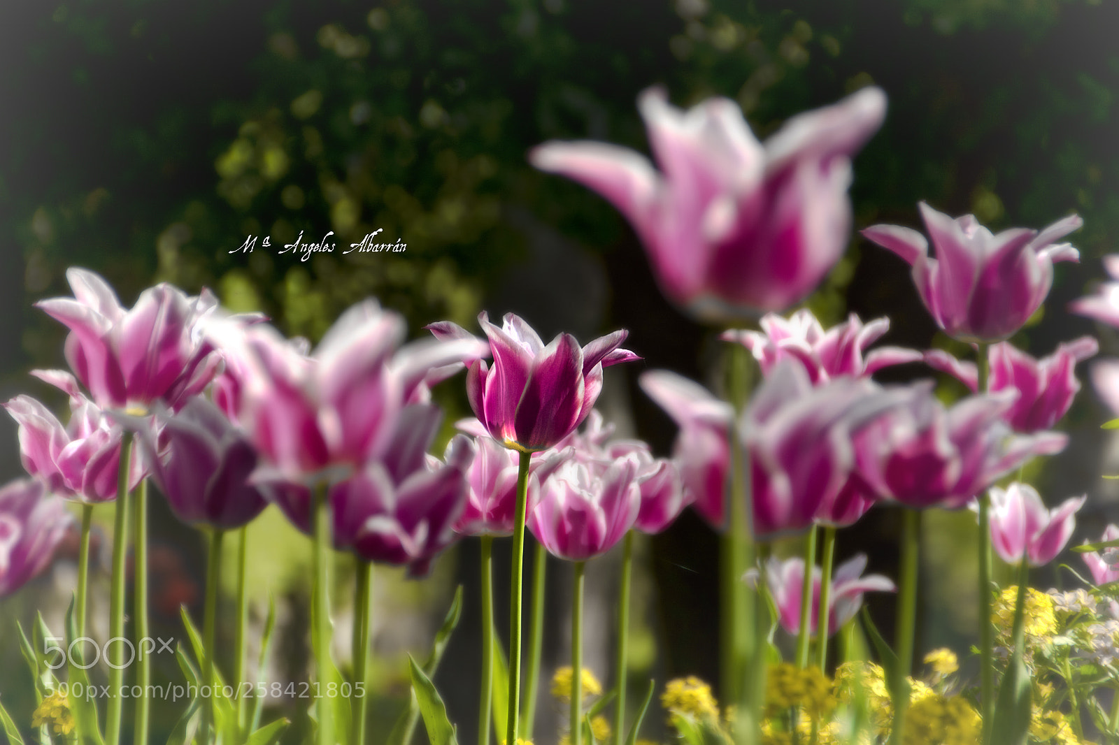 Canon EOS 7D Mark II sample photo. La primavera photography