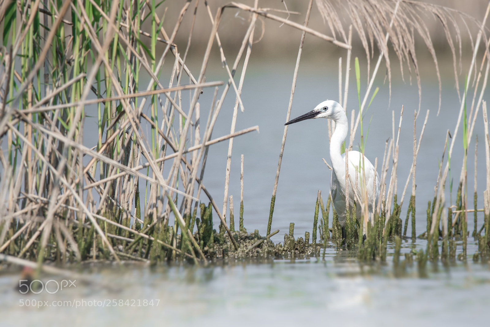 Nikon D810 sample photo. Egret photography