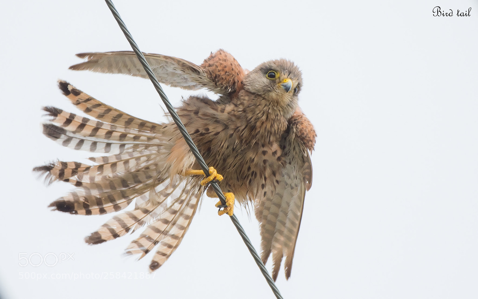 Nikon D4S sample photo. Common kestrel female in photography