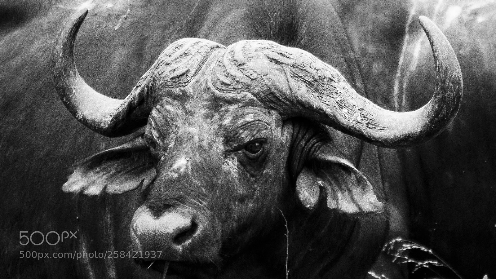 Nikon D90 sample photo. Kruger buffalo photography