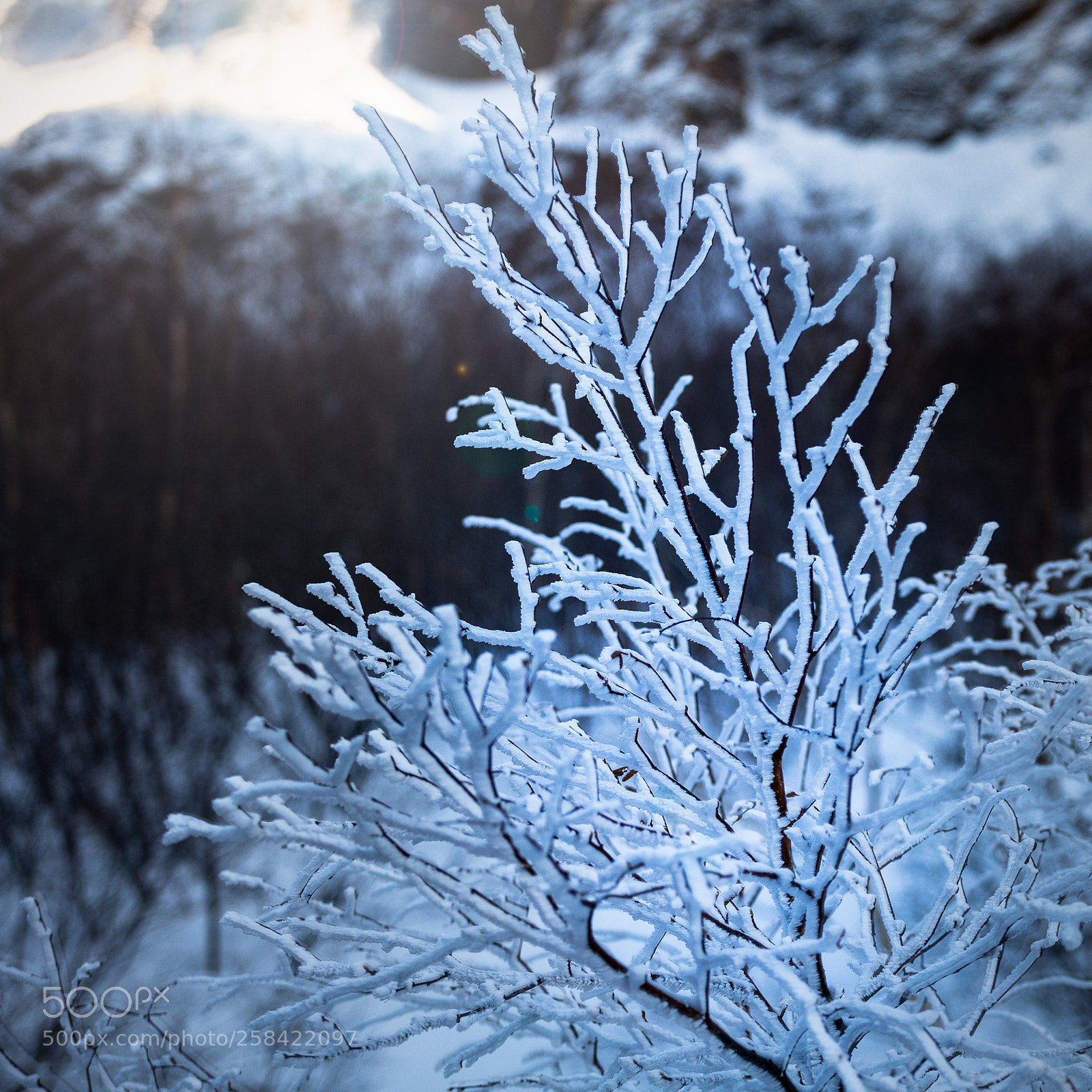 Canon EOS 5D Mark II sample photo. Snow covered branches photography