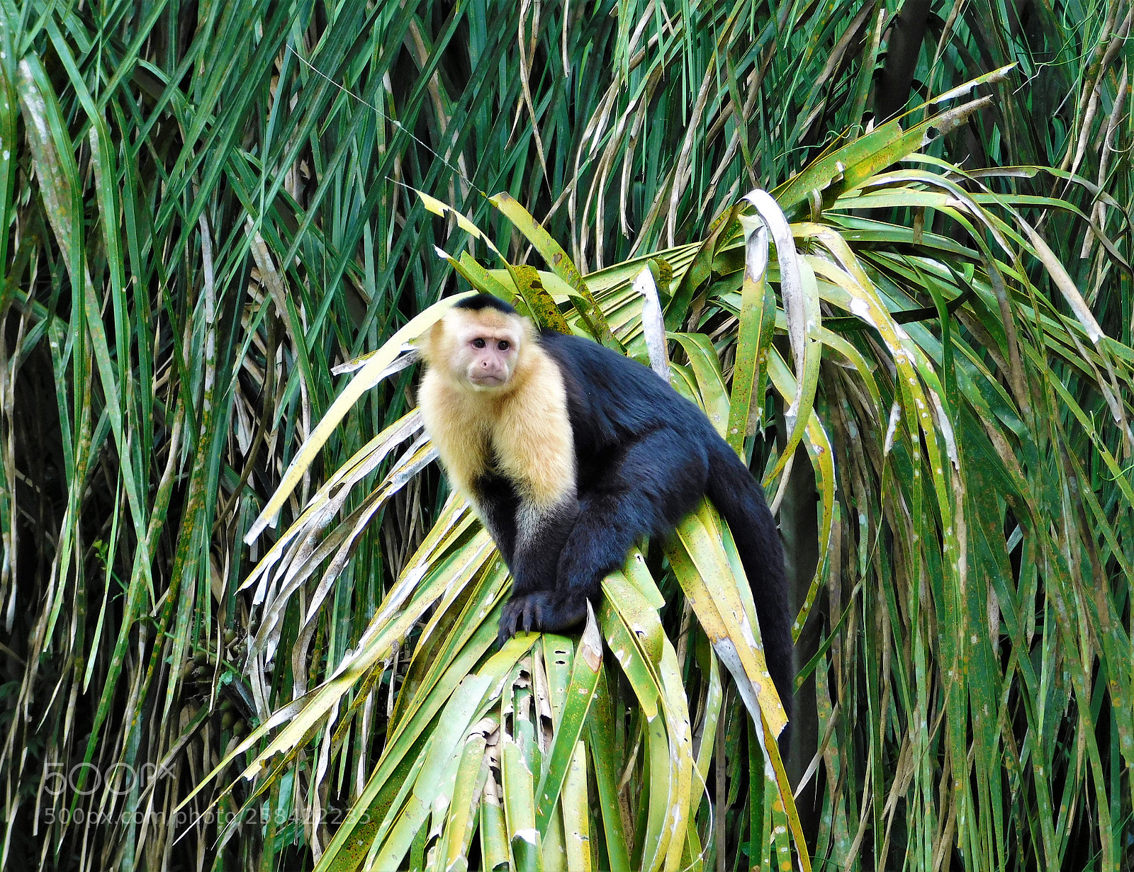 Nikon Coolpix L840 sample photo. Caphuchin monkey photography