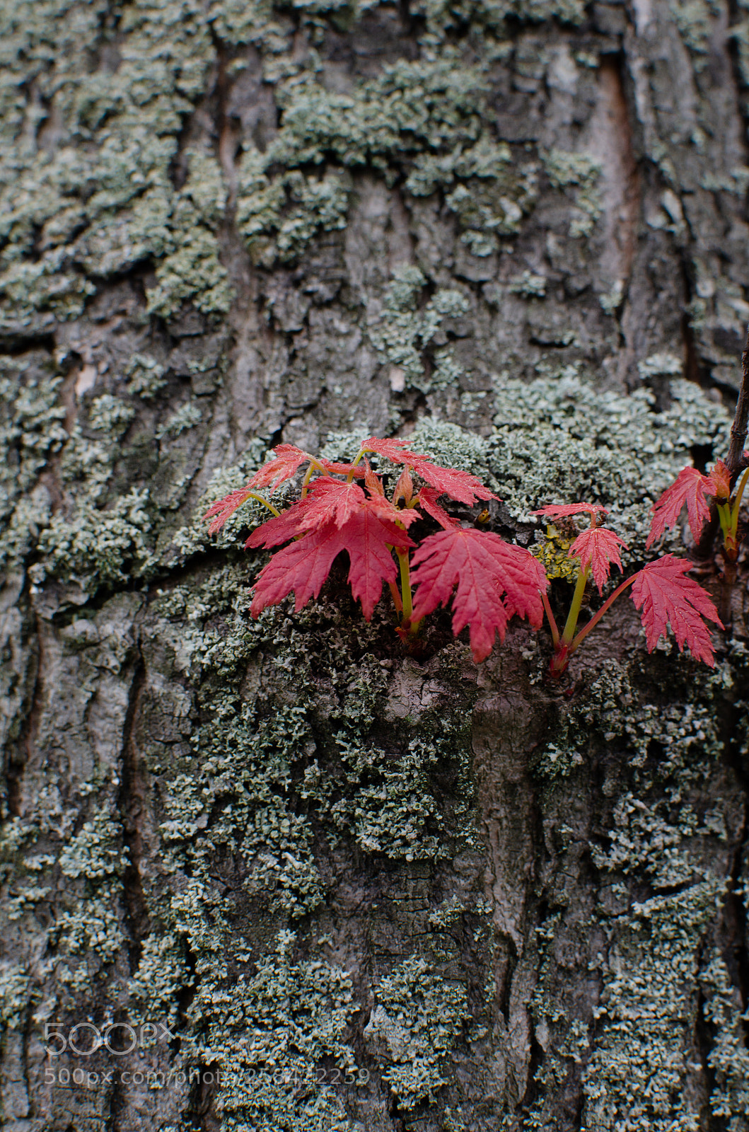 Nikon D7000 sample photo. Red leaves photography