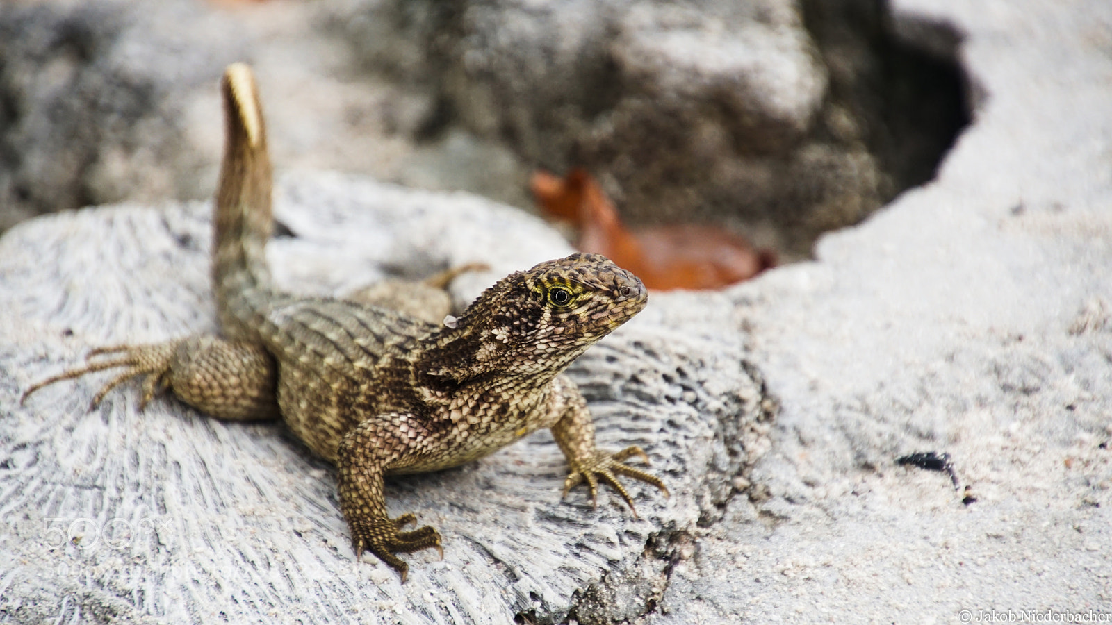 Sony ILCA-77M2 sample photo. Sunbathing photography