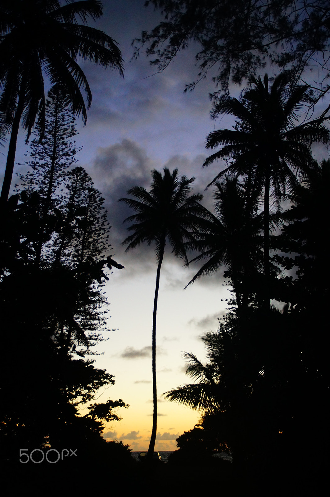 Sony SLT-A37 + Sony DT 18-200mm F3.5-6.3 sample photo. Good morning, maui. photography