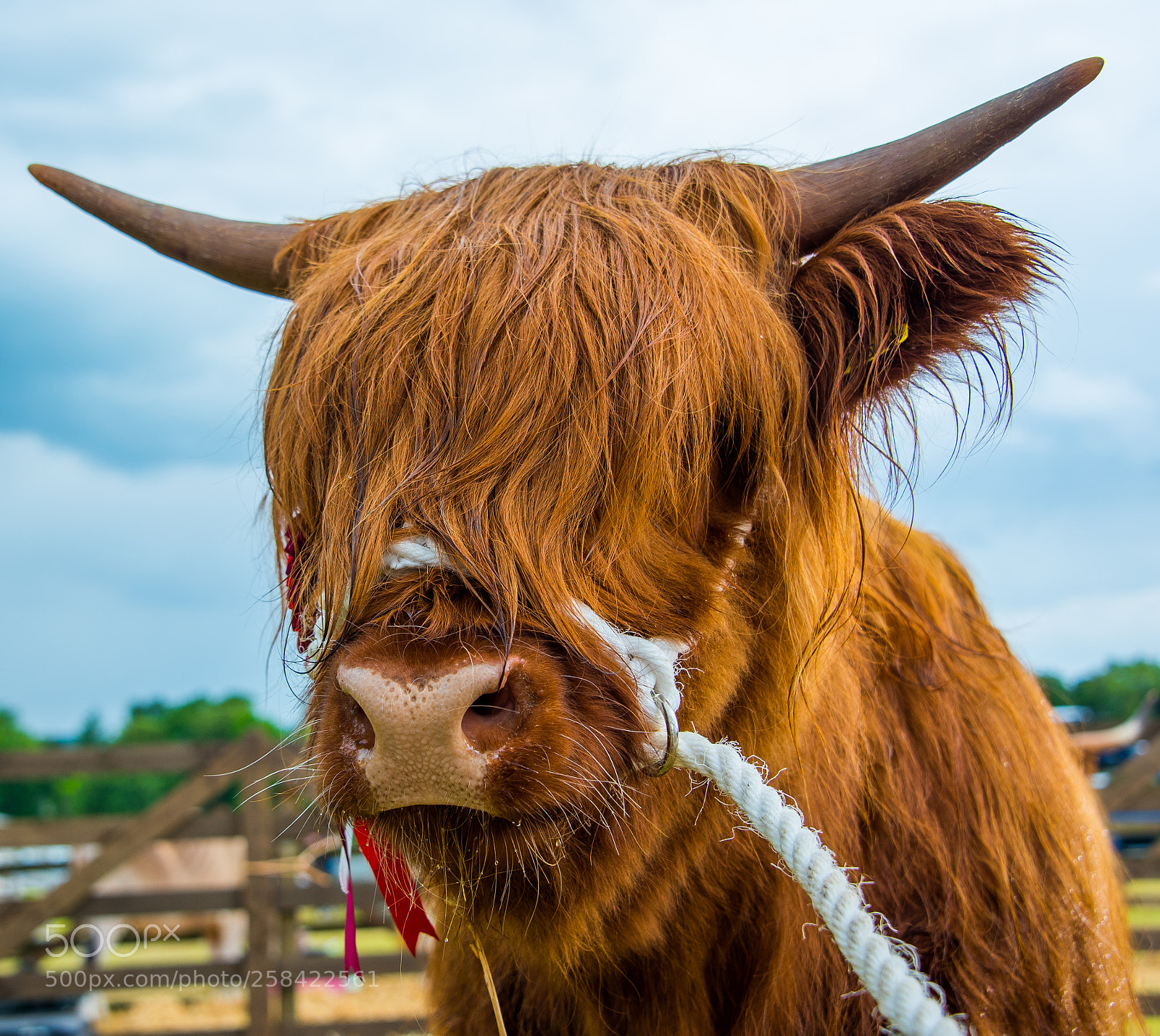 Nikon D750 sample photo. Highland cow photography