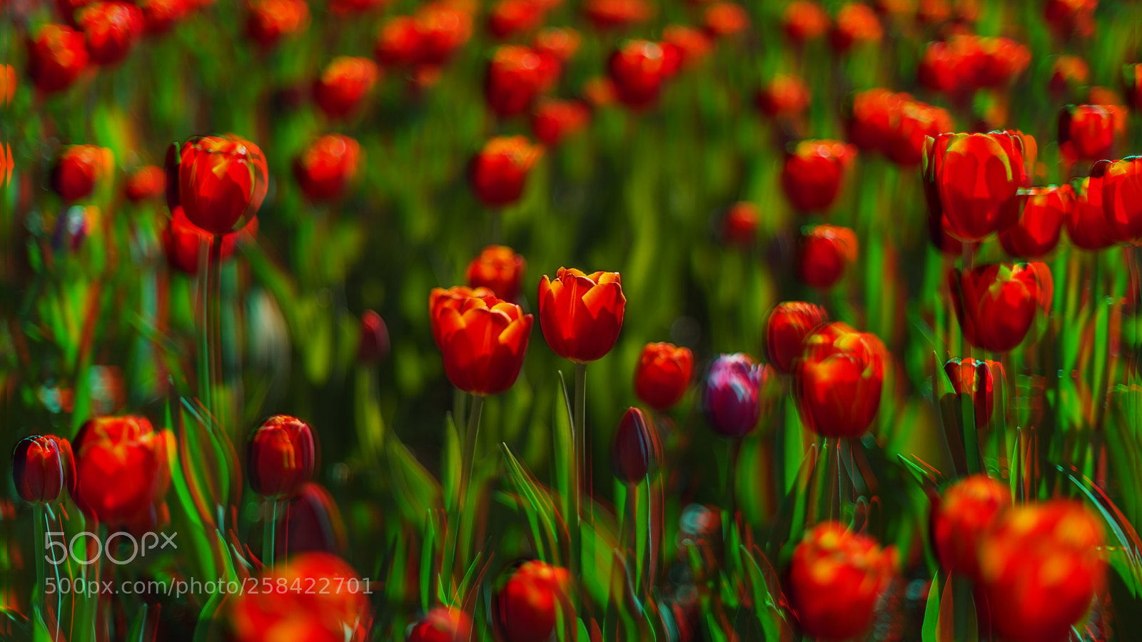 Nikon D750 sample photo. Poppy photography
