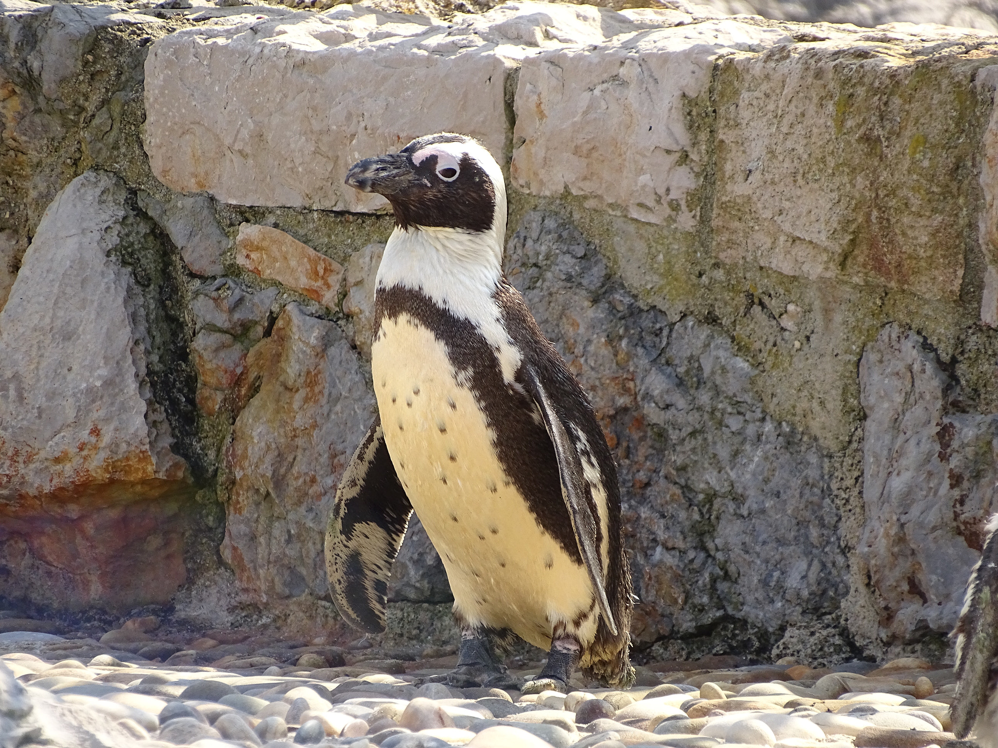 Sony Cyber-shot DSC-HX350 sample photo. Penguins in cantabria  photography