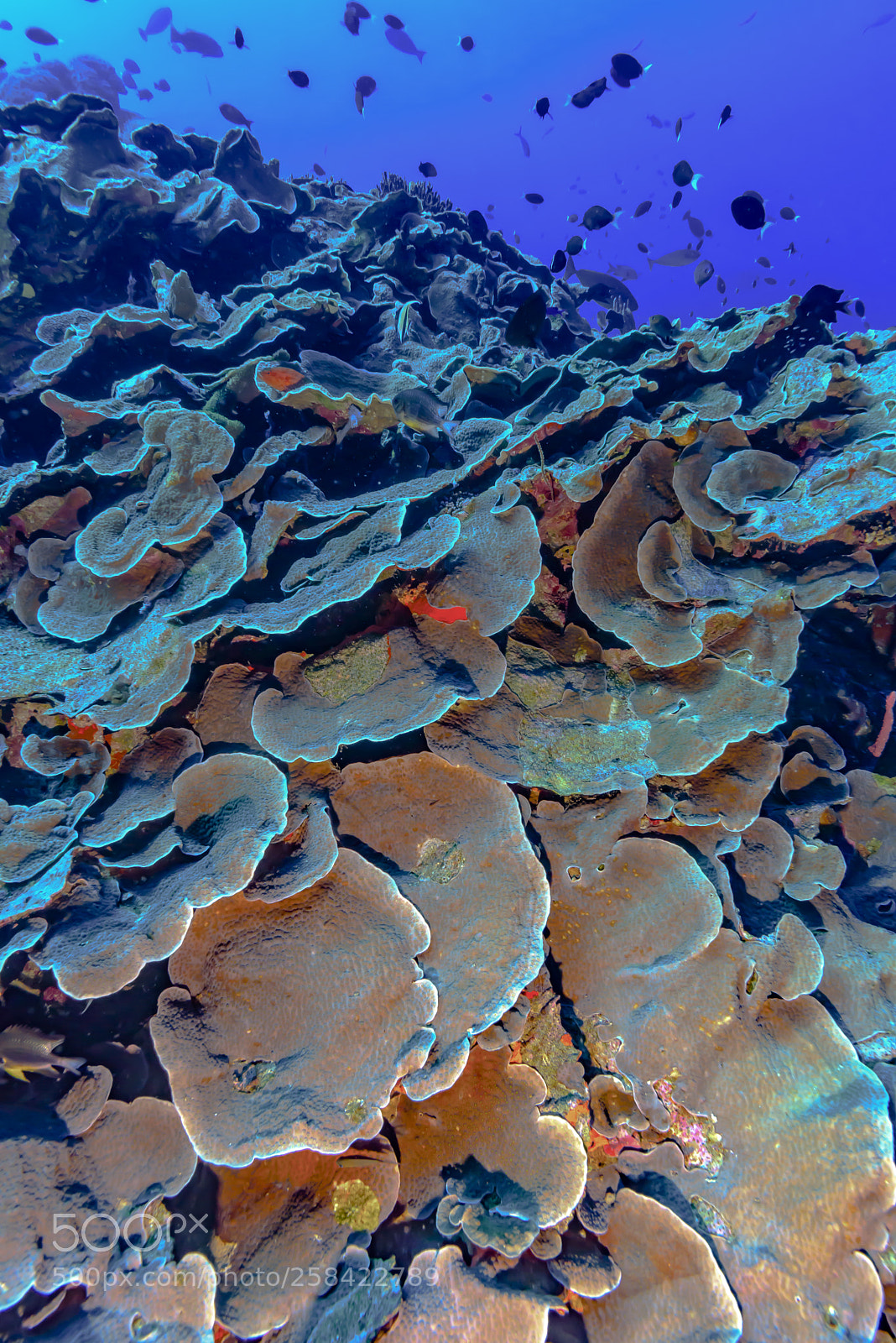 Nikon D750 sample photo. Scale-like corals photography