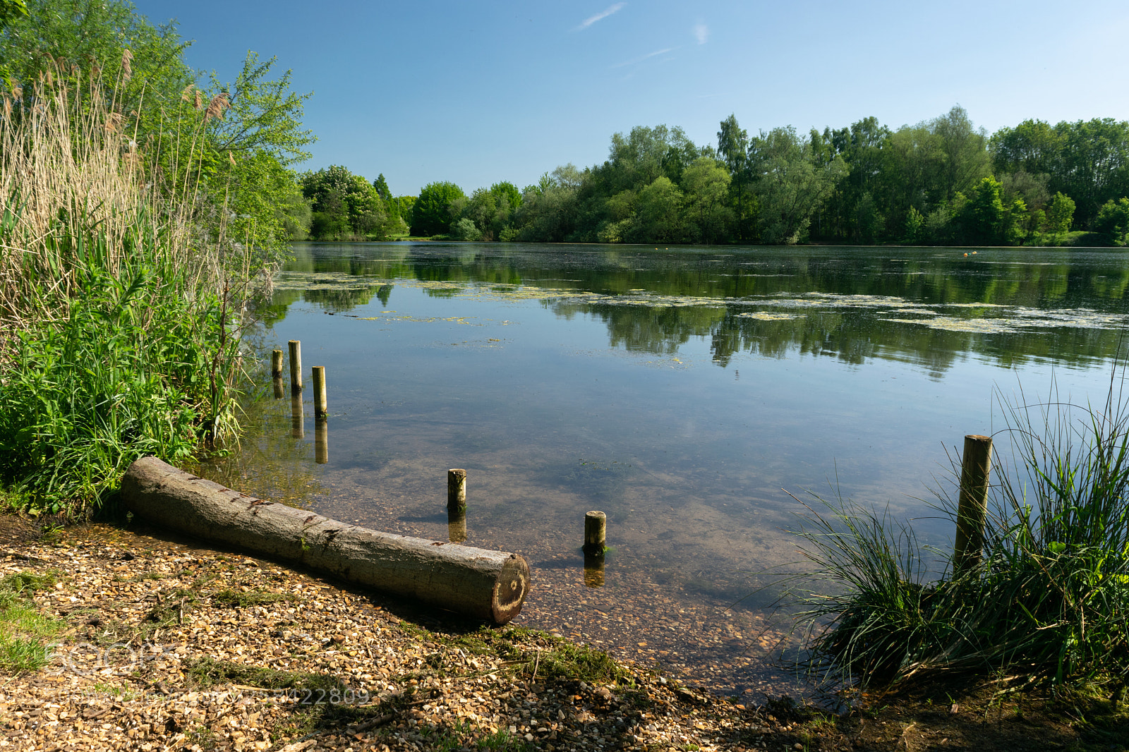 Nikon D3300 sample photo. Log on the waterline photography