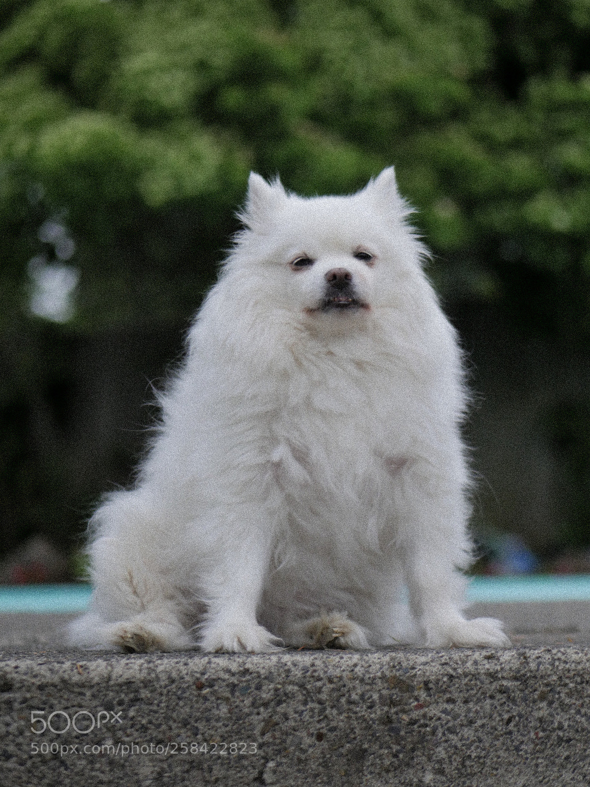 Panasonic Lumix DMC-GH4 sample photo. Moomie photography