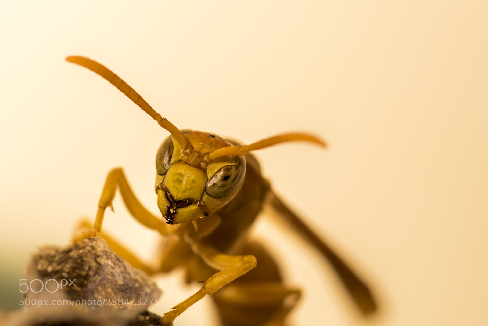 Nikon D750 sample photo. Hornet photography