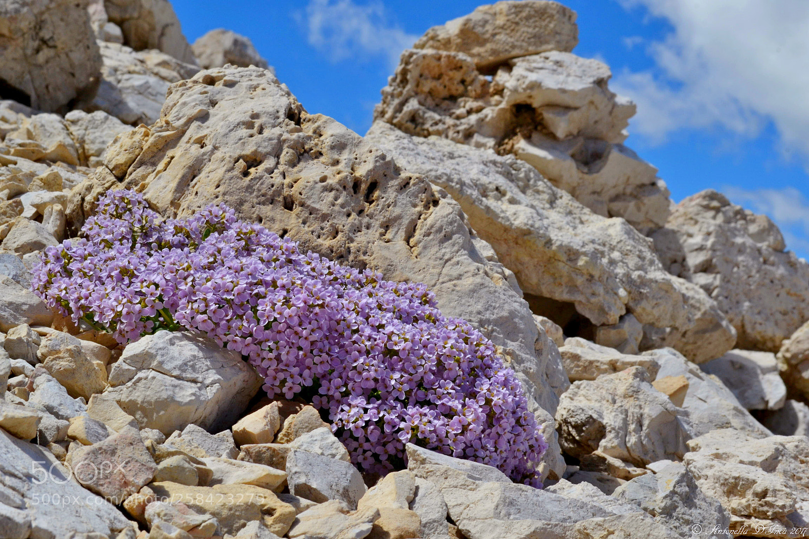 Nikon D3100 sample photo. Fioritura dolomitica photography