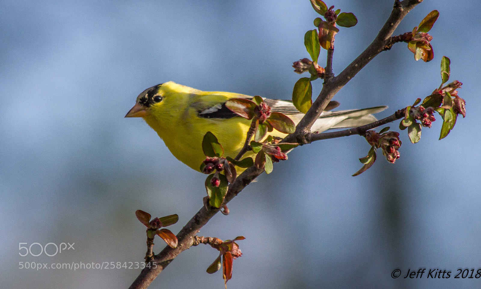 Canon EOS 7D sample photo. 7835- goldfinch # 39 photography