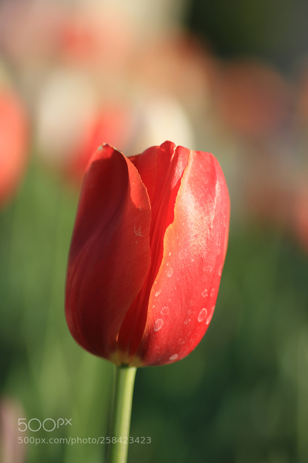 Canon EOS 7D sample photo. Img photography