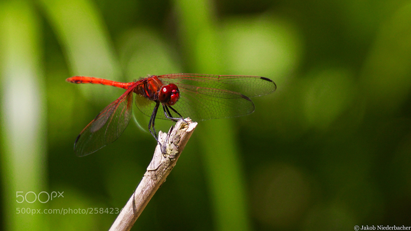 Sony ILCA-77M2 sample photo. Dragonfly photography