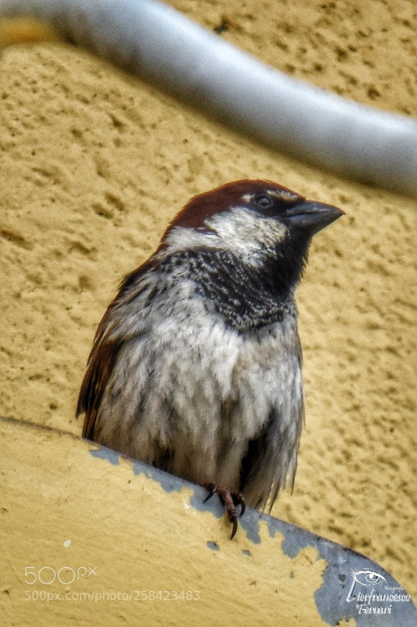 Nikon D7200 sample photo. Bird photography