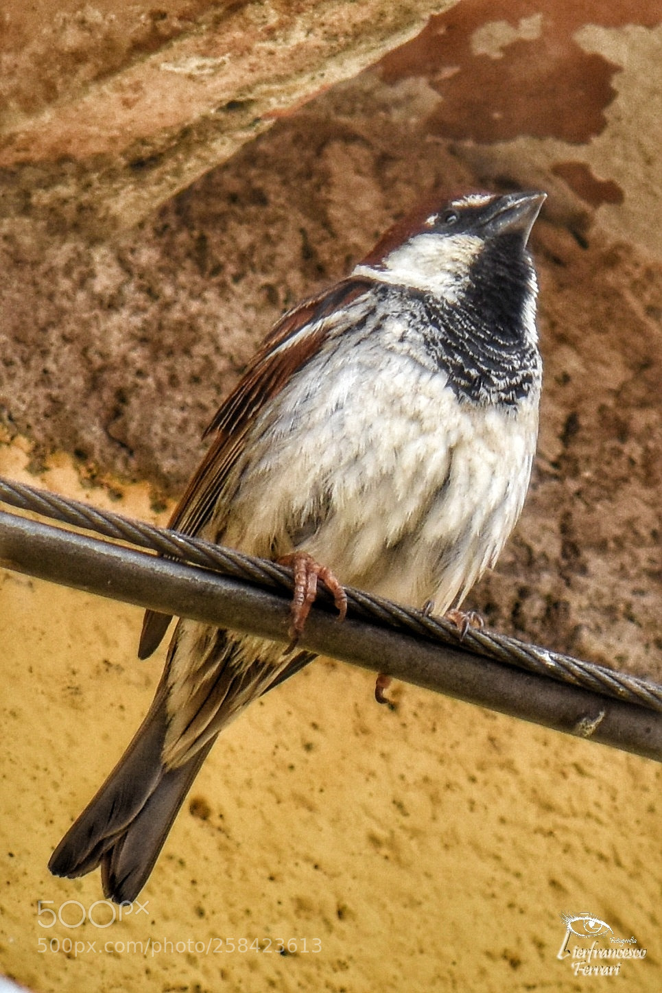 Nikon D7200 sample photo. Bird photography