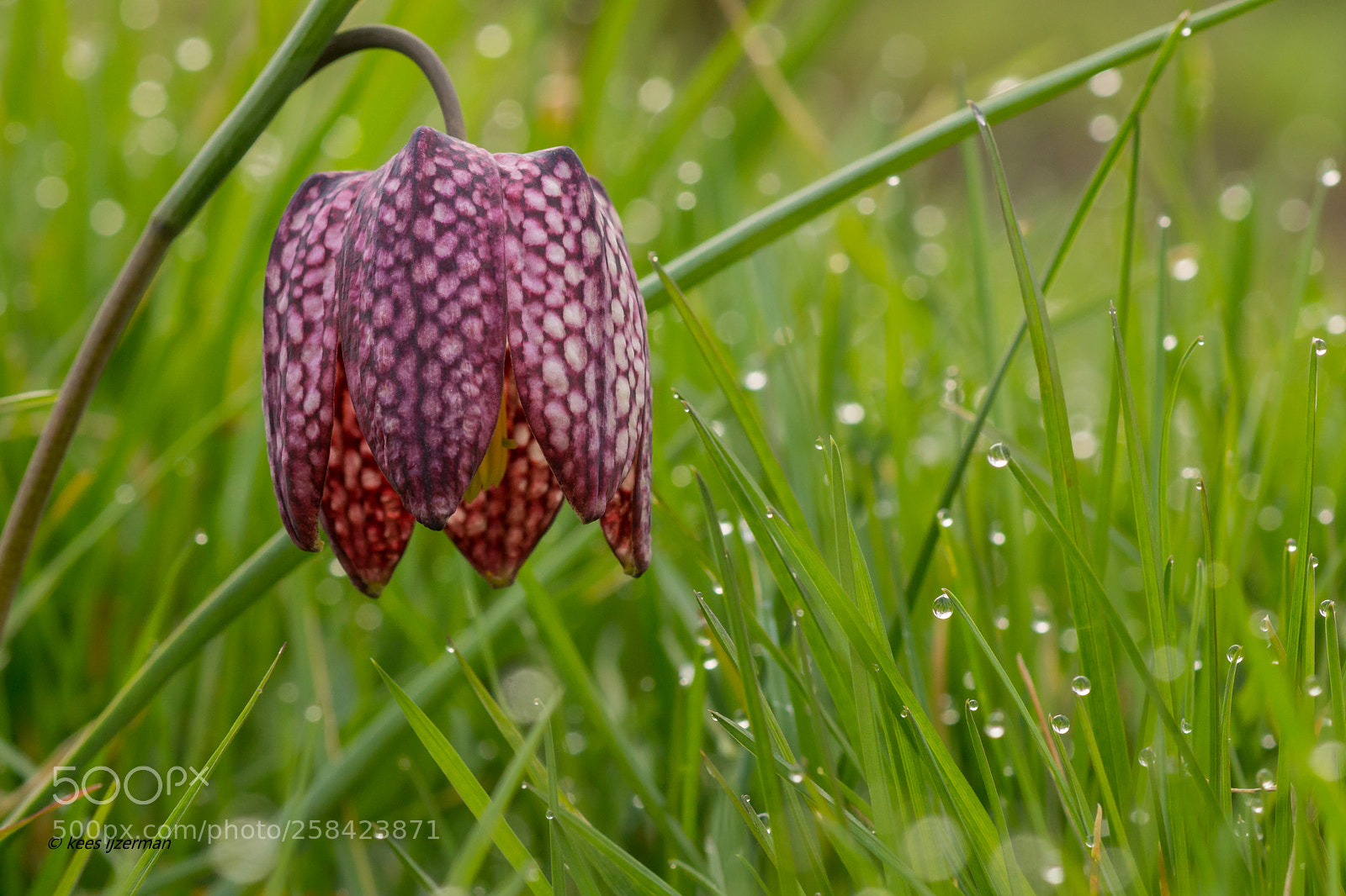 Sony SLT-A77 sample photo. Fritillaria meleagris. photography