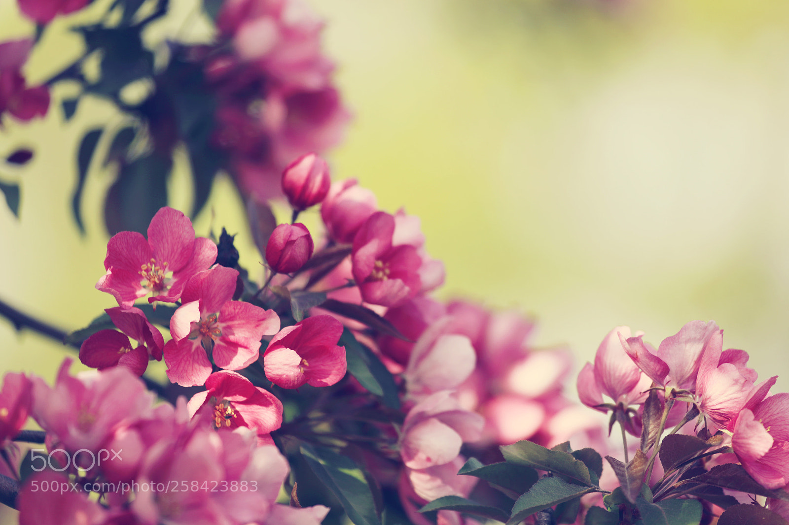 Canon EOS 5D Mark IV sample photo. Pastel blossom photography