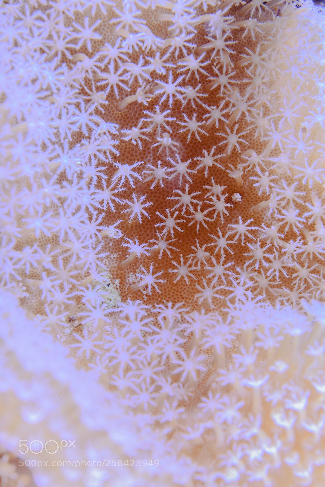 Nikon D750 sample photo. Snow photography