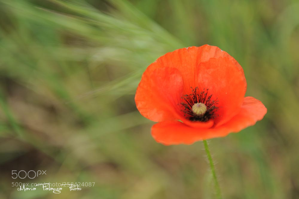 Nikon D3S sample photo. Volubilità photography